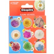 Assortiment de 21 fleurs séchées et pressées Cléopâtre - Multicolore|raw }}