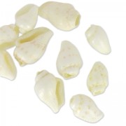 Assortiment de mini coquillages 10 mm Naturel x 10