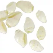 Assortiment de mini coquillages 10 mm Naturel x 10