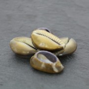 Assortiment de demi coquillages Cauri Tigre Naturel x 5