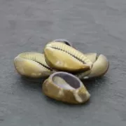 Assortiment de demi coquillages Cauri Tigre Naturel x 5