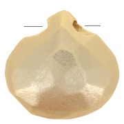 Perles Briolette plate 8.5 mm Doré à l'or fin satiné x1|raw }}