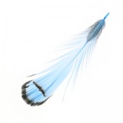 Plume de faisan rayée 6-11 cm Bleu x1|raw }}