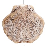 Perle coquillage 26x28.5 mm en céramique - Beige - Tacheté marron x1