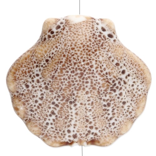 Perle coquillage 26x28.5 mm en céramique - Beige - Tacheté marron x1