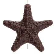 Thème marin