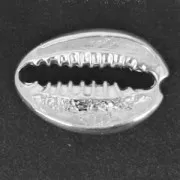 Intercalaire coquillage Cauri 19x13 mm en Argent 925 x1