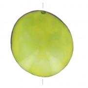 Graine de Tagua travaillée 35-50 mm Lime x 1|raw }}