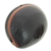 Graine ojo de buey d'Amérique du Sud 30 mm Naturel x 1