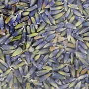 Clou tapissier 10mm (lot de 100) - laiton Clou tapissier 10mm (lot de 100) - laiton