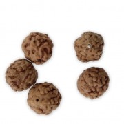Perles graines naturelles de Rudraksha larmes de shiva 10 mm x10|raw }}