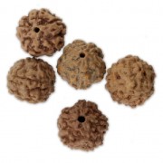 Perles graine naturelles de Rudraksha larmes de shiva 14 mm  x10
