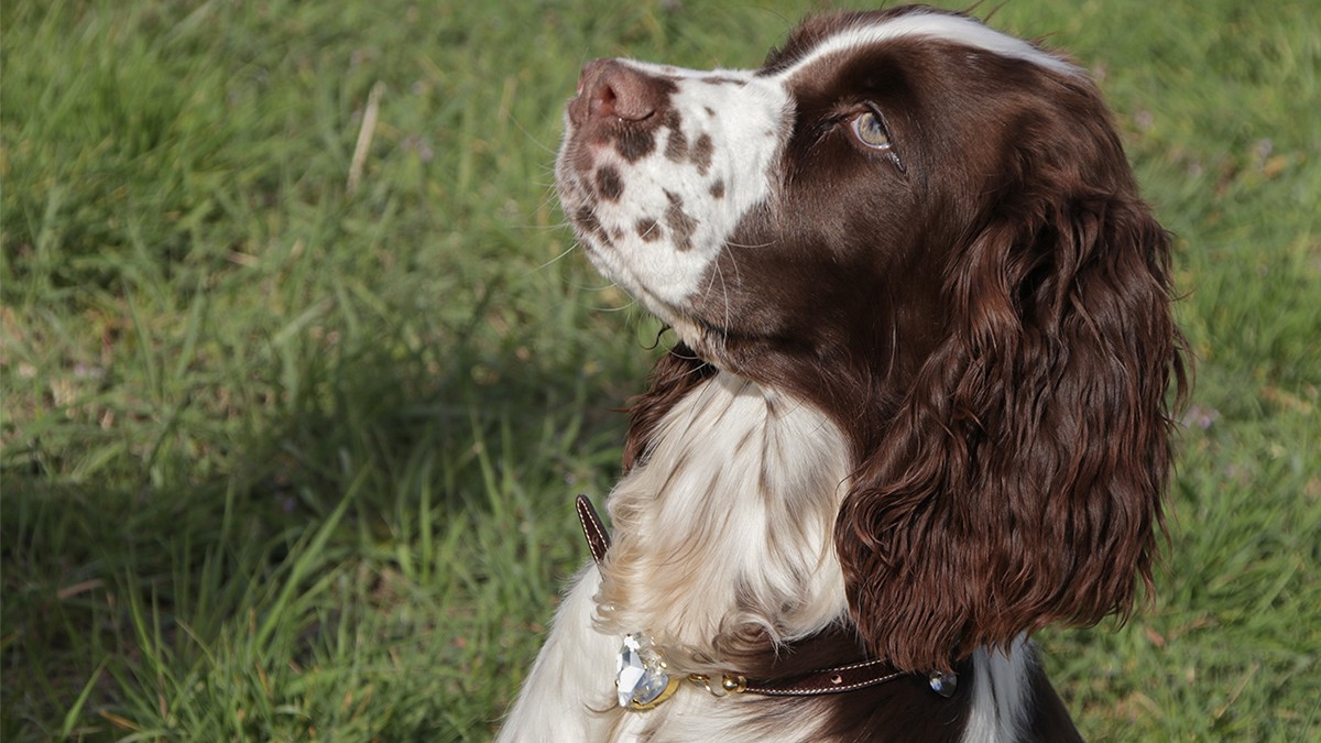 Collier pour chien DIY : Cordon en cuir et cristaux