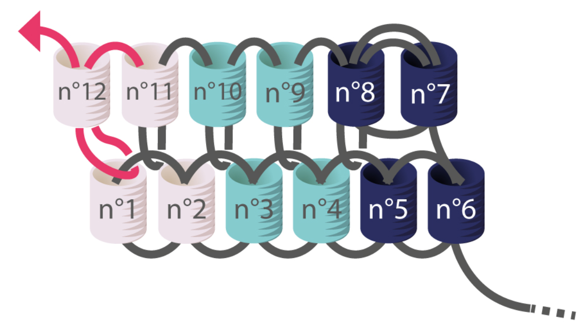 Tuto Boucles d'oreilles chevrons Miyuki en Brick Stitch : Etape 5